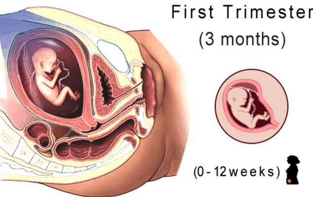 janin trimester pertama